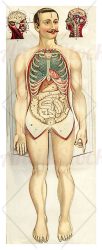 Human abdomen anatomy color table