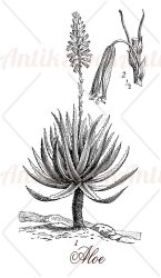Aloe succulent plant