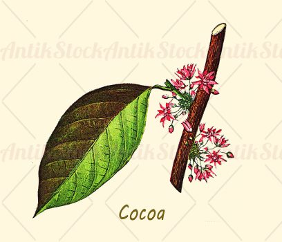 Cocoa tree or Theobroma cacao