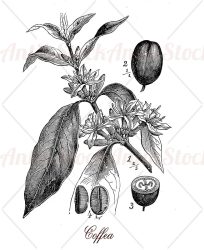 Coffea plant with coffee beans