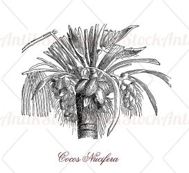 Coconut palm tree or Cocos nucifera