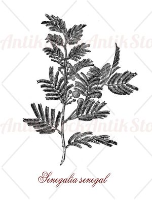 Acacia senegal or gum acacia