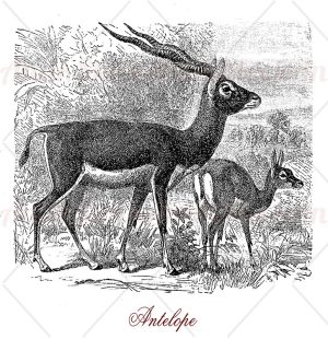 Antelope wildlife animal