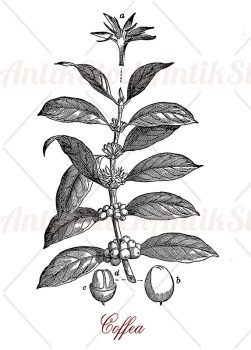 Coffea coffee plant
