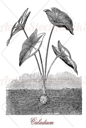 Caladium ornamental plant