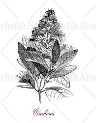 Chincona medicinal plant