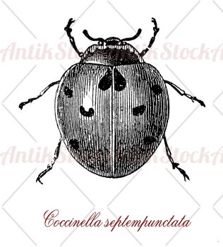 Coccinella septempunctata or seven-spot ladybird