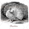 Indian Fantail or peacock dove