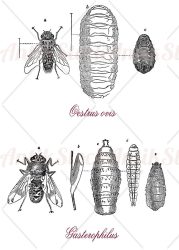Parasitic flies: Oestrus ovis and Gasterophilus