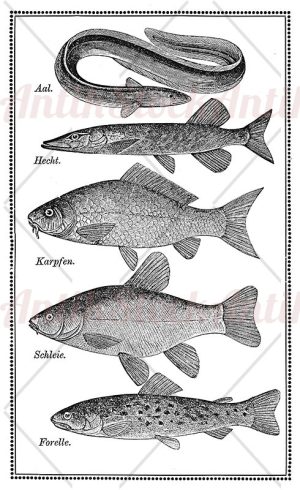 Vintage fish chart