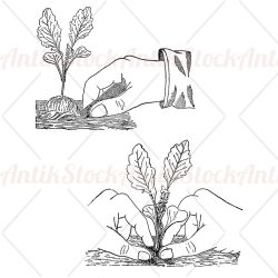 Cultivation and plantation agricultural illustration