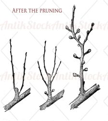 Agriculture engraving of sprouts growth after the pruning