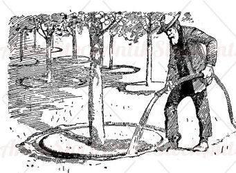 Farmer watering orchard trees