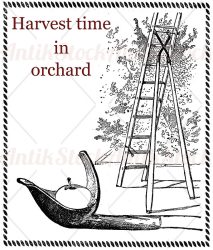 Harvest in the orchard