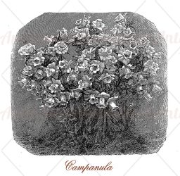 Campanula or bellflower bush