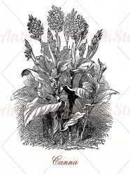 Canna tropical ornamental plant