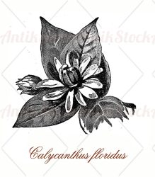 Calycantus floridus ornamental plant