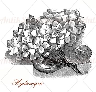 Hydrangea or hortensia flowerheads