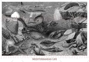 Mediterranean underwater biological life