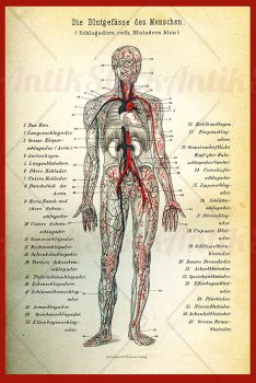 Anatomy: arteries and blood circulation, color illustration