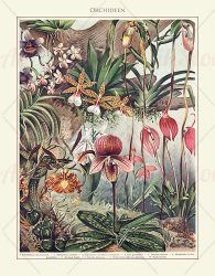 Orchids vintage color lithography