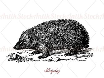 Hedgehogs omnivorous mammal