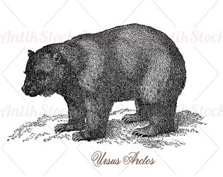 Grizzly bear inhabitant of North America