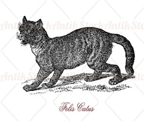 Wildcat or Felis silvestris
