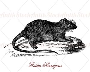 Rattus norvegicus or common rat