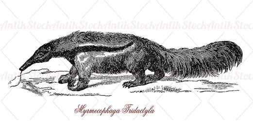 Giant anteater or myrmecophaga tridactyla