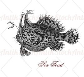 Sea toad anglerfish