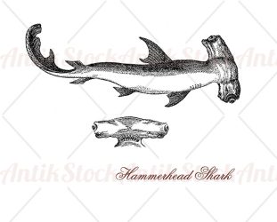 Hammerhead shark fish of warm waters