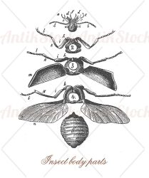 Insect morphology