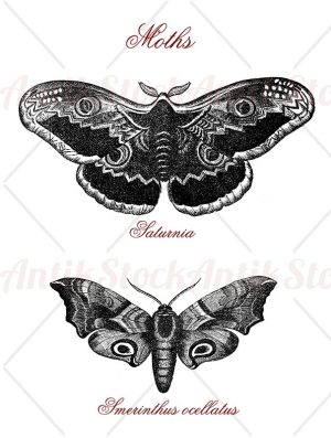 Saturnia and smerinthus ocellatus moths