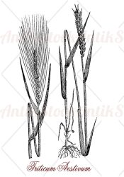 Common wheat cereal grain