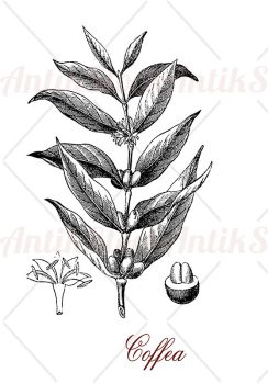Coffea (coffee plant)