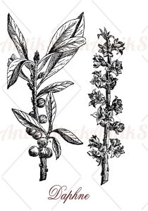 Daphne ornamental shrub