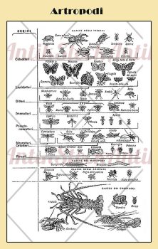 Artropodi – Arthropods illustrated table in Italian