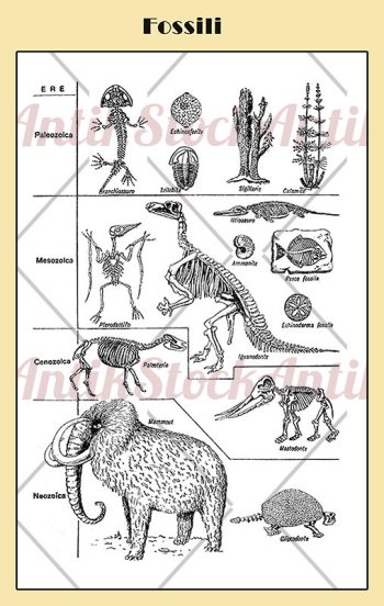 Fossili – Fossils Italian illustrated table