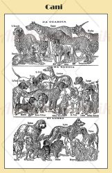 Italian illustrated table of dogs and breeds