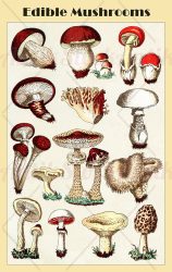 Edible mushrooms illustrated