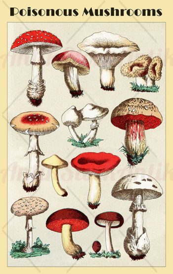 Poisonous mushrooms illustrated