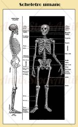 Anatomy, human bone skeleton