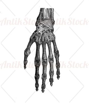 Anatomy: human Hand ligaments, dorsal view