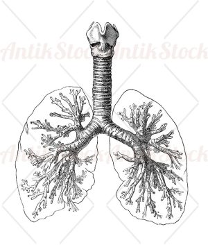 Anatomy: human respiration