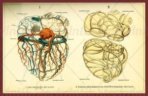 Anatomy, human heart fibers and circulation, color illustration