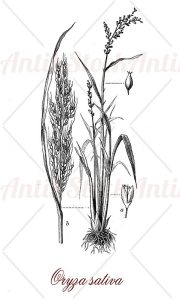 Botany: oryza sativa, asian rice, cereal plant