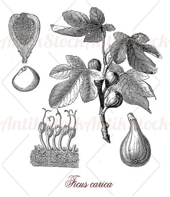 Botany, ficus carica, common fig