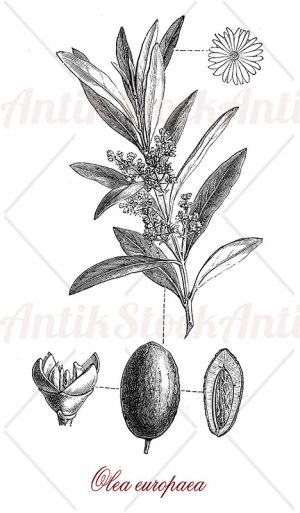 Botany, olea europaea, olive tree