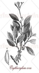 Botany, Erythroxylum coca or Amazonian coca